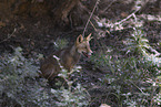 red fox