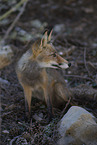 red fox