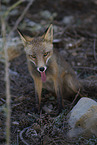 red fox
