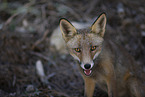 red fox