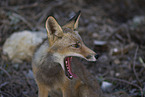 red fox