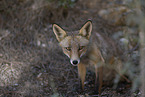 red fox