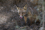 red fox