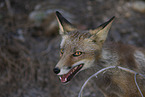 red fox