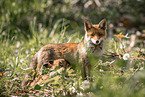 red foxes
