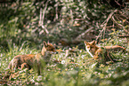 red foxes