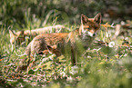red foxes