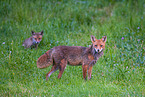 red foxes