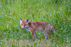 red fox