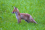 red fox