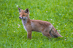 red fox