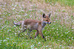 red fox