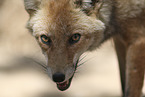 red fox