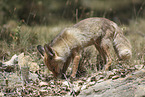 red fox