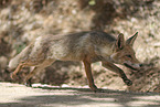 red fox