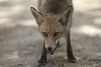red fox