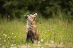 red fox
