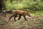 red fox