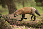 red fox