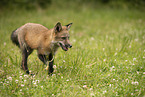 red fox