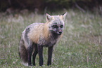red fox