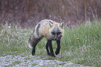 red fox