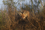 red fox
