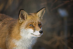 Red Fox