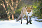 Red Fox