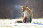 Red Fox