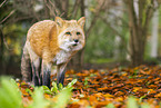 red fox