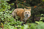 red fox