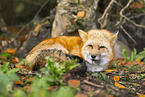 red fox