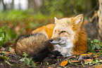 red fox