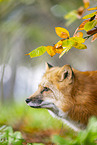 red fox