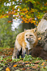 red fox