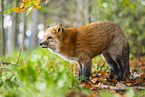 red fox