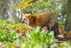 red fox