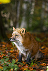 red fox