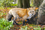 red fox