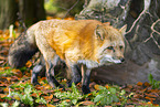 red fox