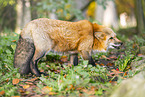 red fox