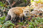 red fox