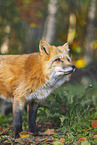 red fox