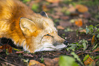 red fox