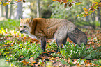 red fox
