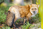 red fox