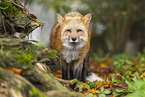 red fox