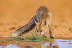 red fox