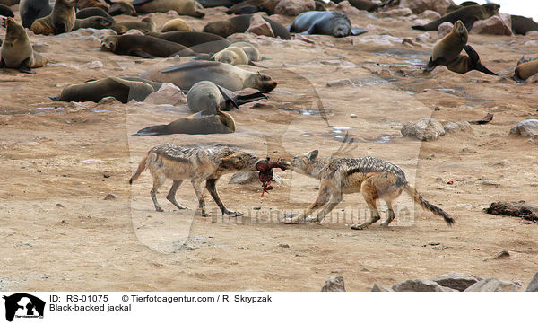 Schabrackenschakal / Black-backed jackal / RS-01075